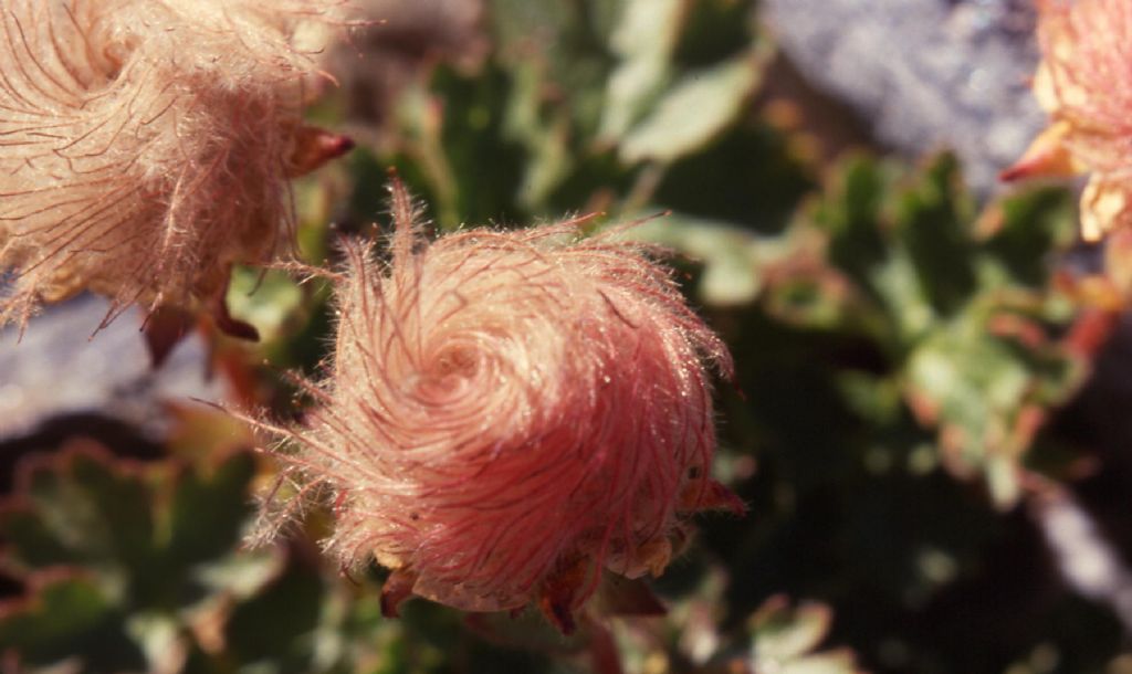 Pianta alpina - Geum reptans